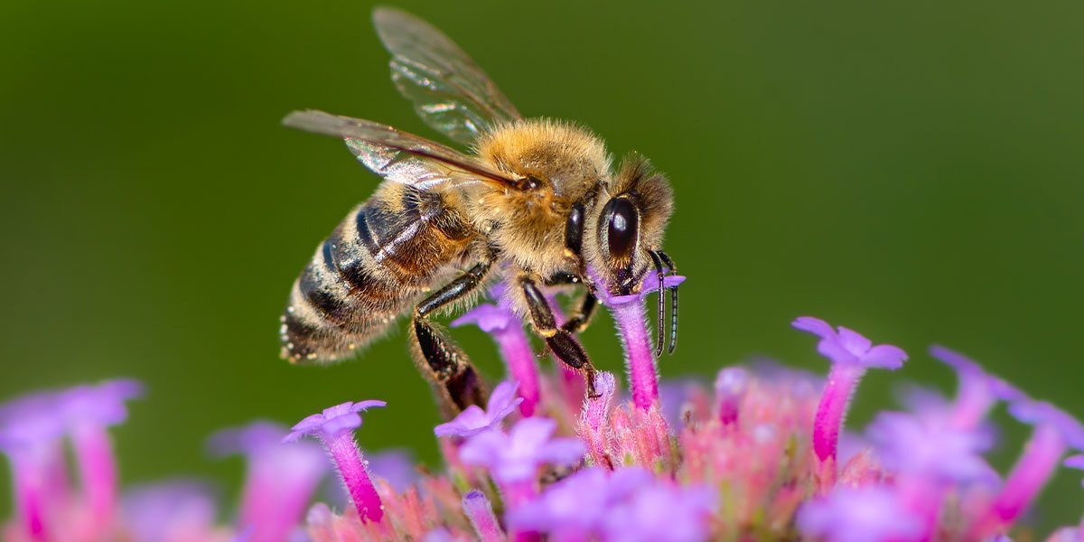 abeilles-2-1